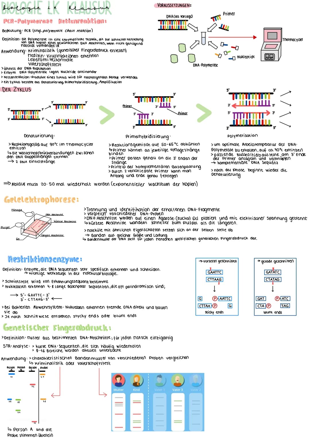 ploeagle LK Klausled
LAU
Gaundlagen:
Aufbau Tierzelle.
zellplasma
Golgi-Apparat
chromatin
www
Shawn
Proteine
zellmembran
Ablaufs
5'
3'
ER
-L