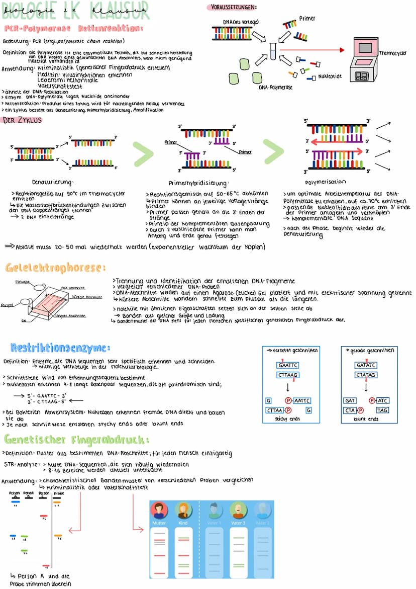ploeagle LK Klausled
LAU
Gaundlagen:
Aufbau Tierzelle.
zellplasma
Golgi-Apparat
chromatin
www
Shawn
Proteine
zellmembran
Ablaufs
5'
3'
ER
-L