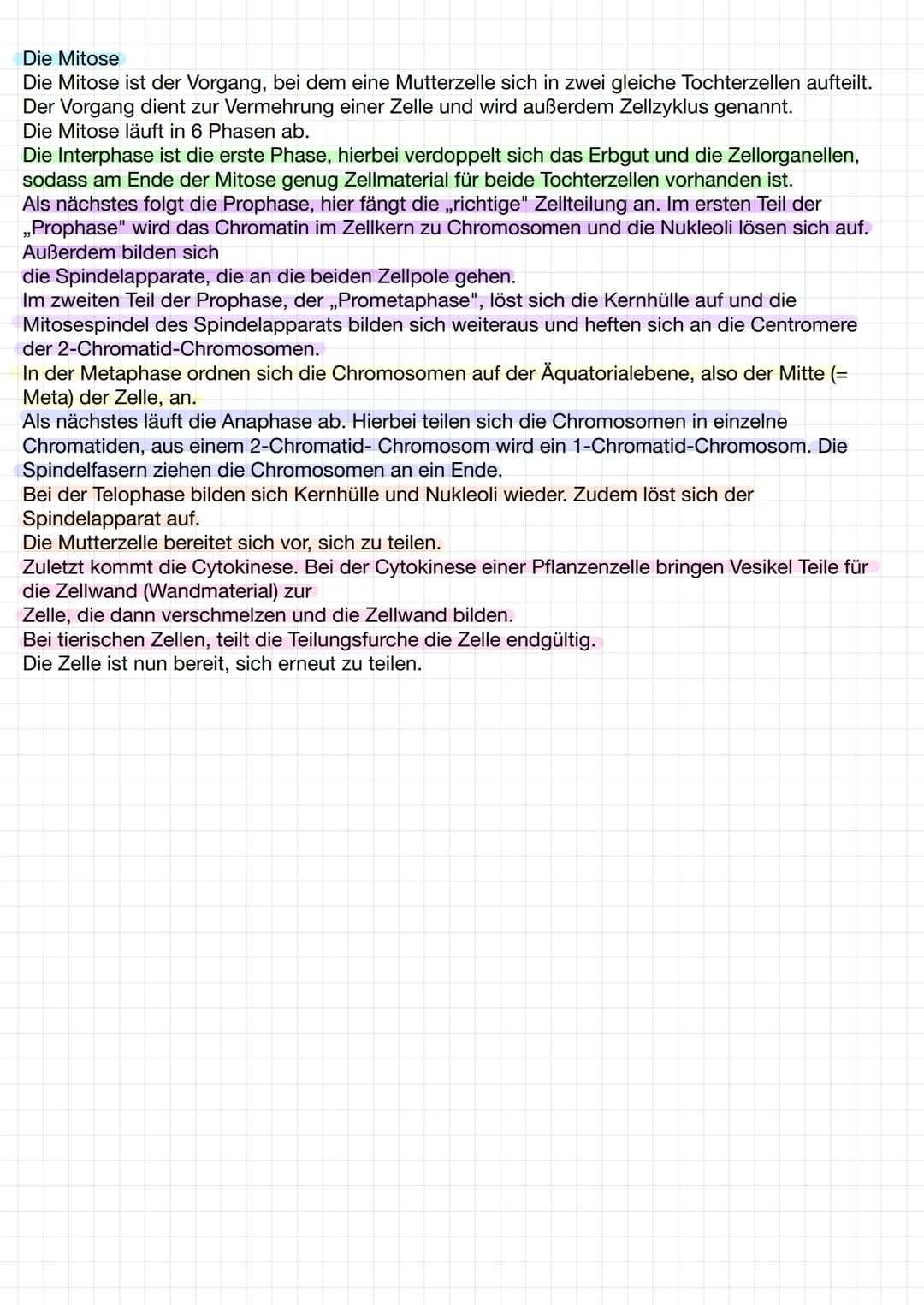 Die Mitose
Die Mitose ist der Vorgang, bei dem eine Mutterzelle sich in zwei gleiche Tochterzellen aufteilt.
Der Vorgang dient zur Vermehrun