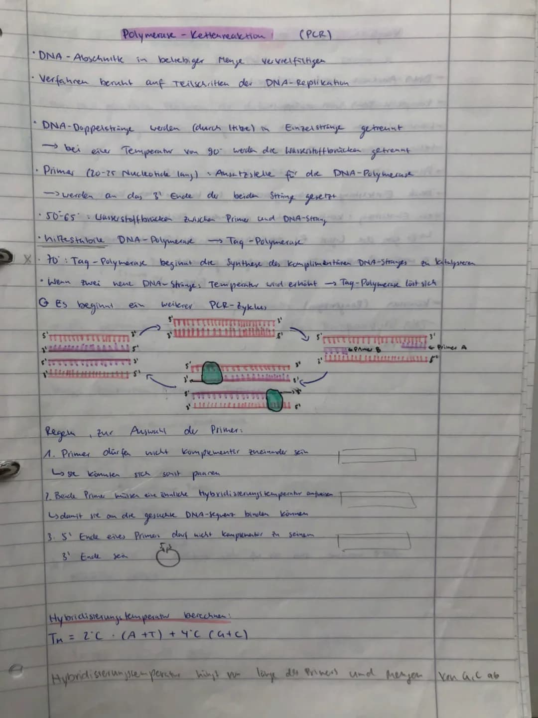 BIO ADI
GENETIK
ÖKOLOGIE
EVOLUTION
NEUROBIOLOGIE BIO ABI
GENETIK
ÖKOLOGIE
EVOLUTION
NEUROBIOLOGIE Replikation
findet
S-Phase
• Vervielfältig
