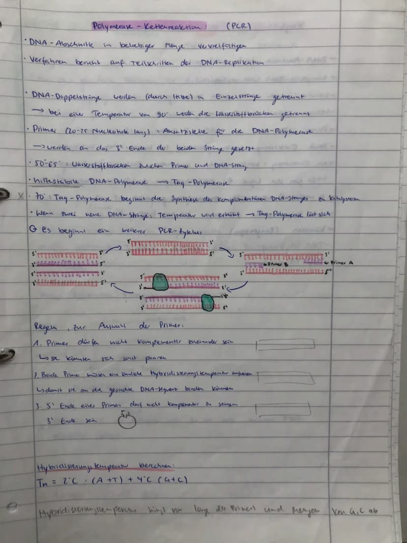 BIO ADI
GENETIK
ÖKOLOGIE
EVOLUTION
NEUROBIOLOGIE BIO ABI
GENETIK
ÖKOLOGIE
EVOLUTION
NEUROBIOLOGIE Replikation
findet
S-Phase
• Vervielfältig