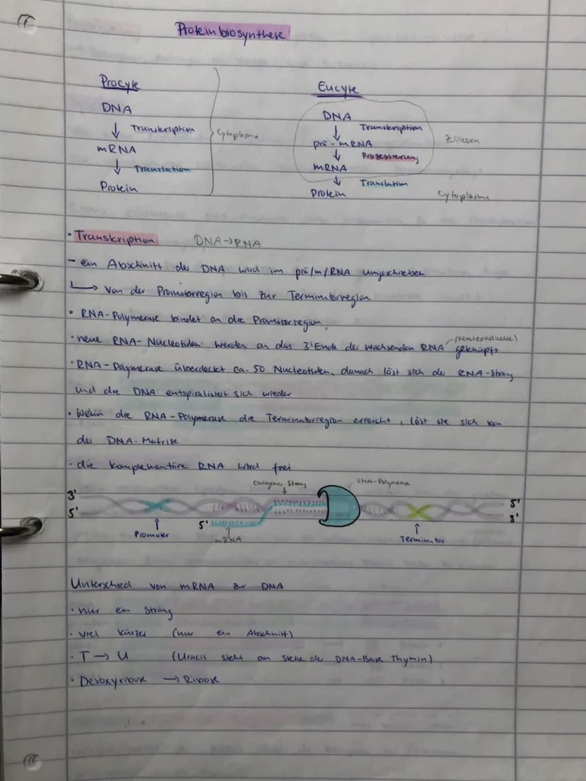 BIO ADI
GENETIK
ÖKOLOGIE
EVOLUTION
NEUROBIOLOGIE BIO ABI
GENETIK
ÖKOLOGIE
EVOLUTION
NEUROBIOLOGIE Replikation
findet
S-Phase
• Vervielfältig