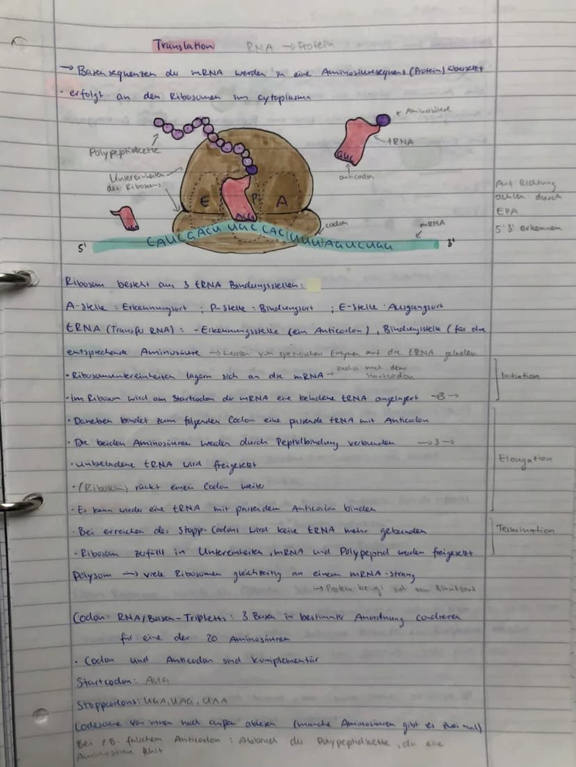 BIO ADI
GENETIK
ÖKOLOGIE
EVOLUTION
NEUROBIOLOGIE BIO ABI
GENETIK
ÖKOLOGIE
EVOLUTION
NEUROBIOLOGIE Replikation
findet
S-Phase
• Vervielfältig