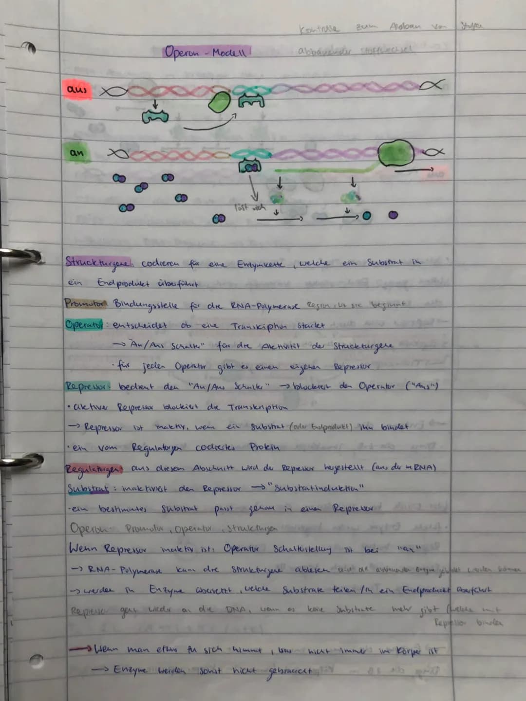 BIO ADI
GENETIK
ÖKOLOGIE
EVOLUTION
NEUROBIOLOGIE BIO ABI
GENETIK
ÖKOLOGIE
EVOLUTION
NEUROBIOLOGIE Replikation
findet
S-Phase
• Vervielfältig
