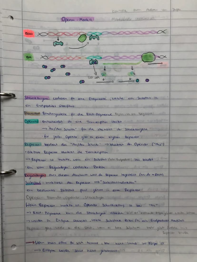 BIO ADI
GENETIK
ÖKOLOGIE
EVOLUTION
NEUROBIOLOGIE BIO ABI
GENETIK
ÖKOLOGIE
EVOLUTION
NEUROBIOLOGIE Replikation
findet
S-Phase
• Vervielfältig