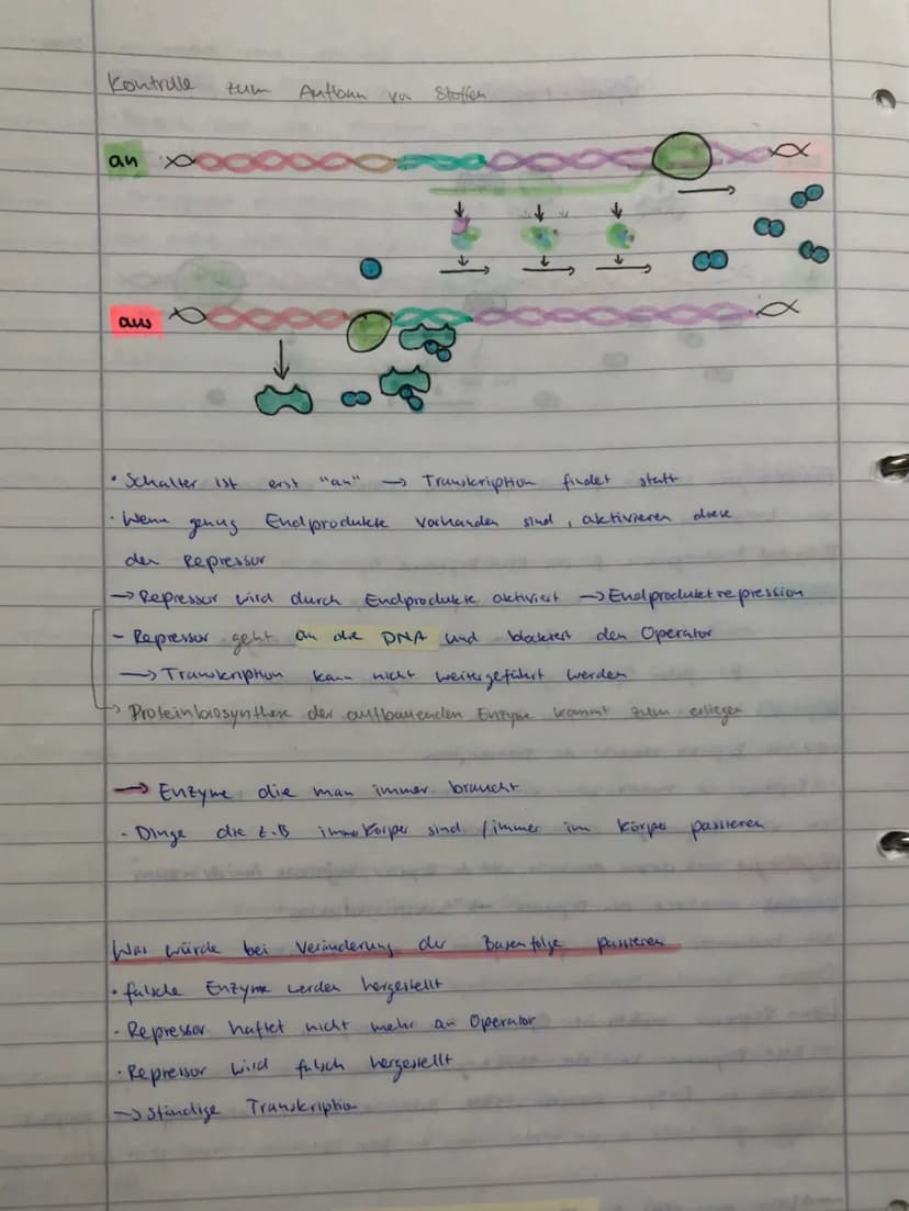 BIO ADI
GENETIK
ÖKOLOGIE
EVOLUTION
NEUROBIOLOGIE BIO ABI
GENETIK
ÖKOLOGIE
EVOLUTION
NEUROBIOLOGIE Replikation
findet
S-Phase
• Vervielfältig