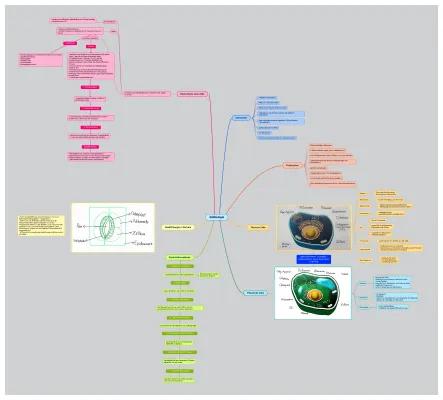 Know Zellbiologie / Zellen / Mindmap thumbnail