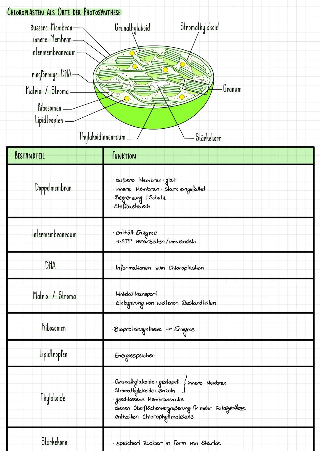 # CHLOROPLASTEN ALS ORTE DER PHOTOSYNTHESE

äussere Membran-
Granathylakoid
Stromathylakoid
innere Membran
Intermembranraum

ringförmige DNA