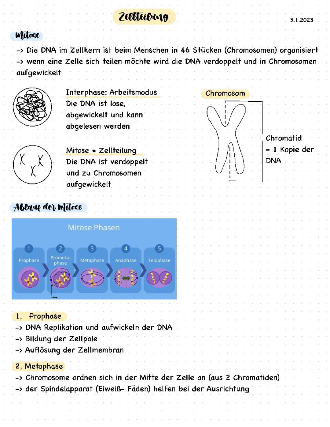 Zellteilung 