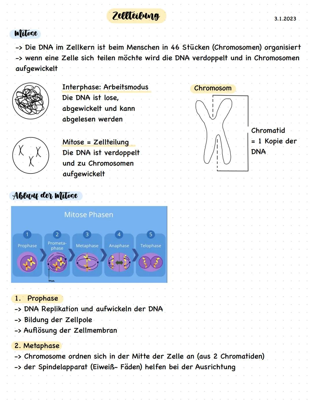 XX
X
Mitose
-> Die DNA im Zellkern ist beim Menschen in 46 Stücken (Chromosomen) organisiert
-> wenn eine Zelle sich teilen möchte wird die 
