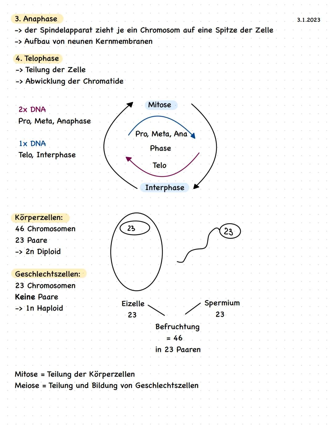 XX
X
Mitose
-> Die DNA im Zellkern ist beim Menschen in 46 Stücken (Chromosomen) organisiert
-> wenn eine Zelle sich teilen möchte wird die 