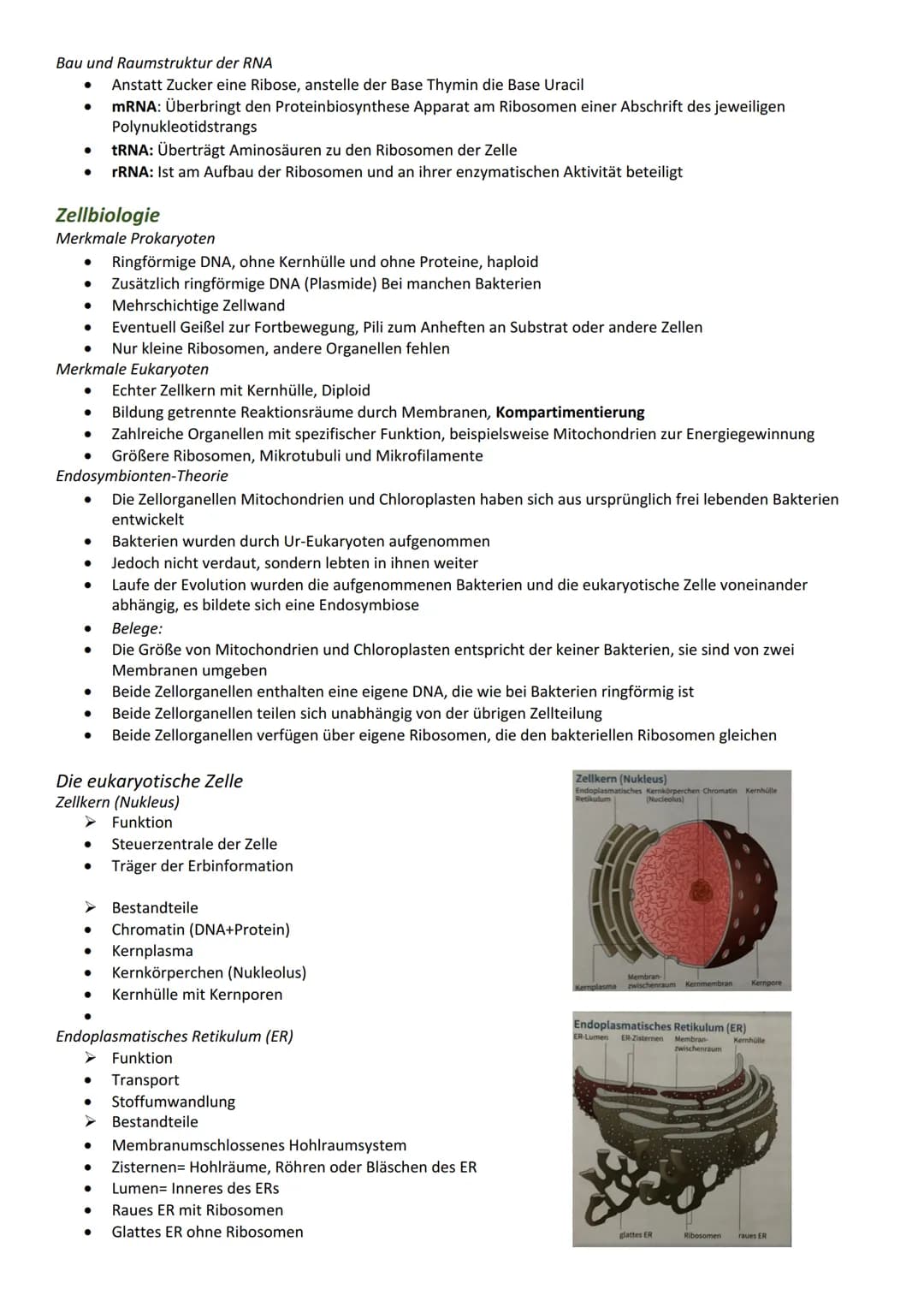 Bau- und Inhaltsstoffe der Zelle
Proteine
Funktion
Katalyse chemischer Reaktionen
Bewegung (z. B. Aktin- und Myosinfilamente im Muskel)
Gerü