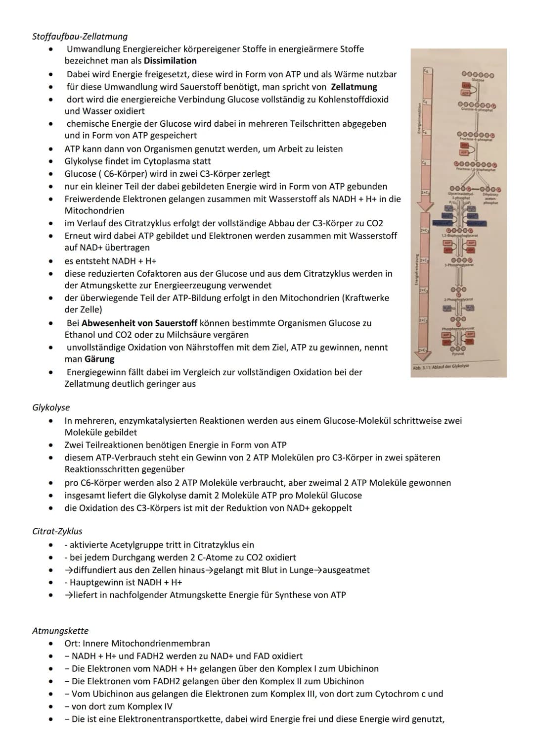Bau- und Inhaltsstoffe der Zelle
Proteine
Funktion
Katalyse chemischer Reaktionen
Bewegung (z. B. Aktin- und Myosinfilamente im Muskel)
Gerü
