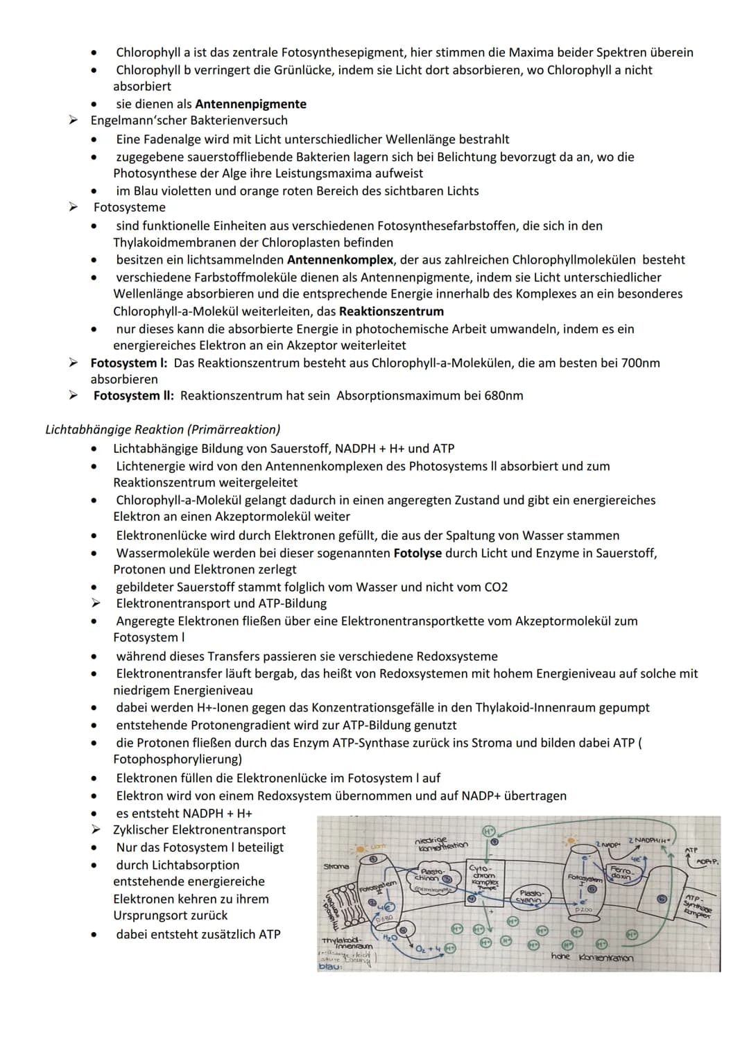 Bau- und Inhaltsstoffe der Zelle
Proteine
Funktion
Katalyse chemischer Reaktionen
Bewegung (z. B. Aktin- und Myosinfilamente im Muskel)
Gerü