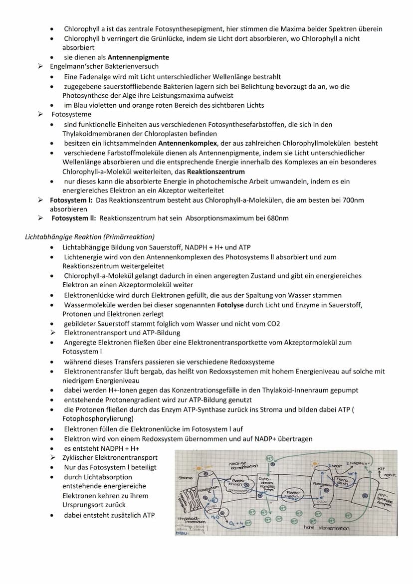 Bau- und Inhaltsstoffe der Zelle
Proteine
Funktion
Katalyse chemischer Reaktionen
Bewegung (z. B. Aktin- und Myosinfilamente im Muskel)
Gerü
