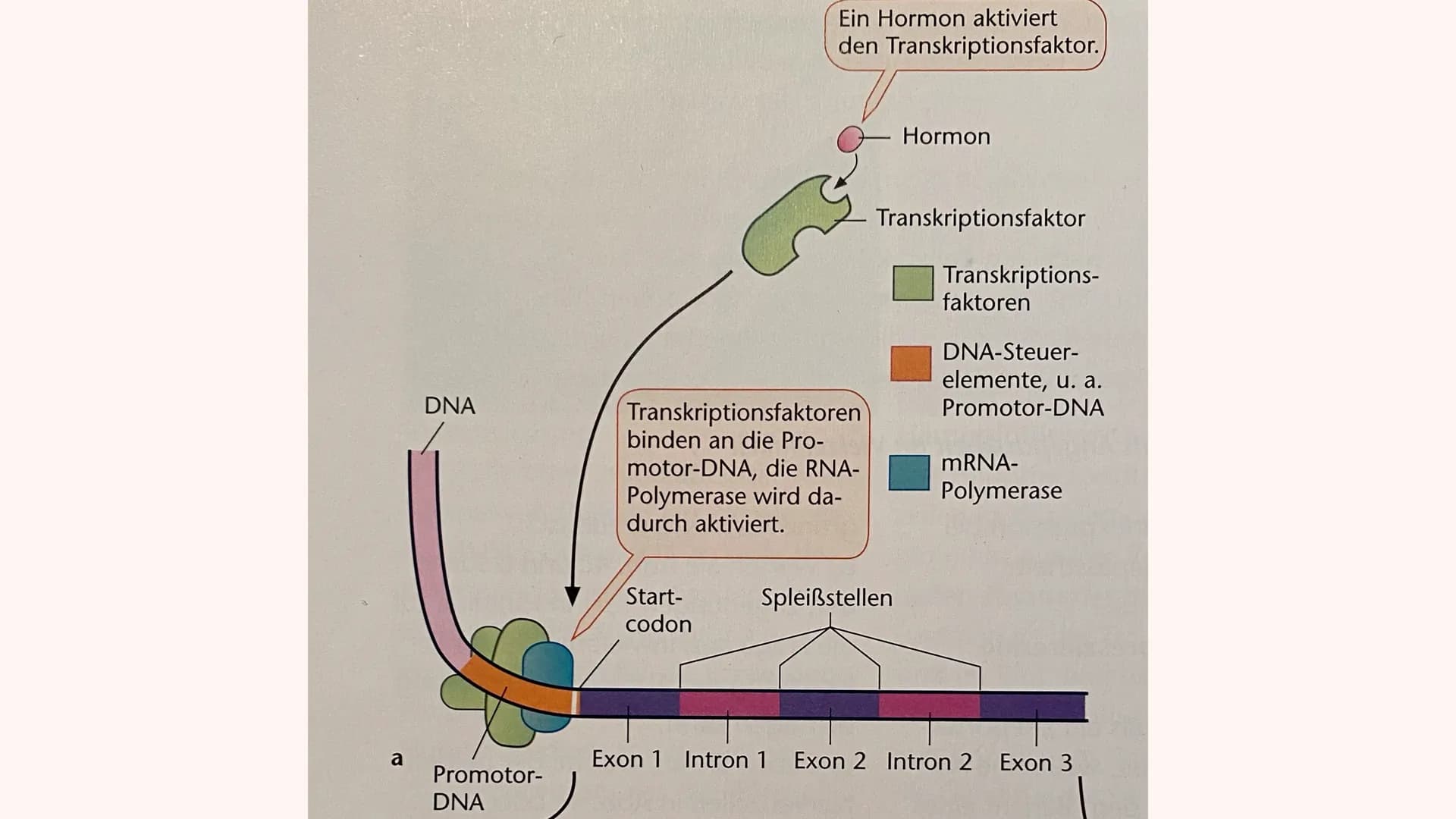 Genregulation bei Eukaryoten
TRANSKRIPTIONS
FAKTOREN
Lisa und Mia ALLGEMEIN
Proteine, die in Zellen in Wechselwirkung mit spezifischen DNA-A