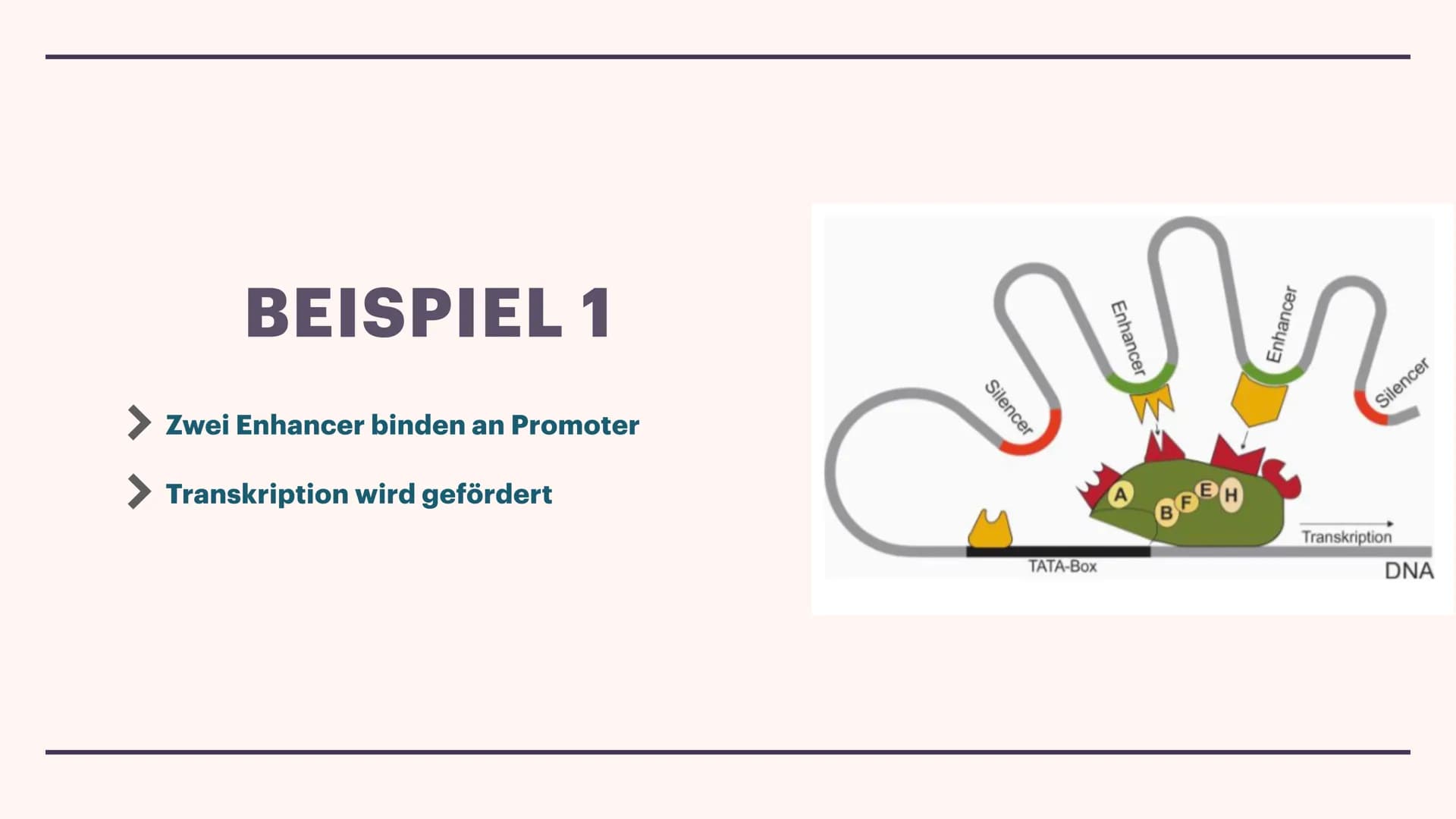 Genregulation bei Eukaryoten
TRANSKRIPTIONS
FAKTOREN
Lisa und Mia ALLGEMEIN
Proteine, die in Zellen in Wechselwirkung mit spezifischen DNA-A