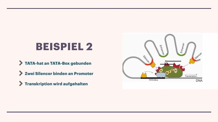 Genregulation bei Eukaryoten
TRANSKRIPTIONS
FAKTOREN
Lisa und Mia ALLGEMEIN
Proteine, die in Zellen in Wechselwirkung mit spezifischen DNA-A