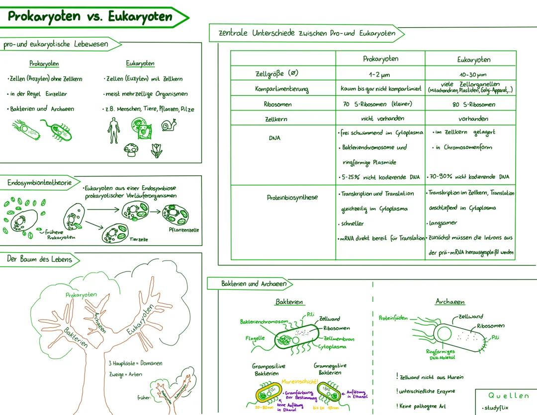 Prokaryoten vs. Eukaryoten