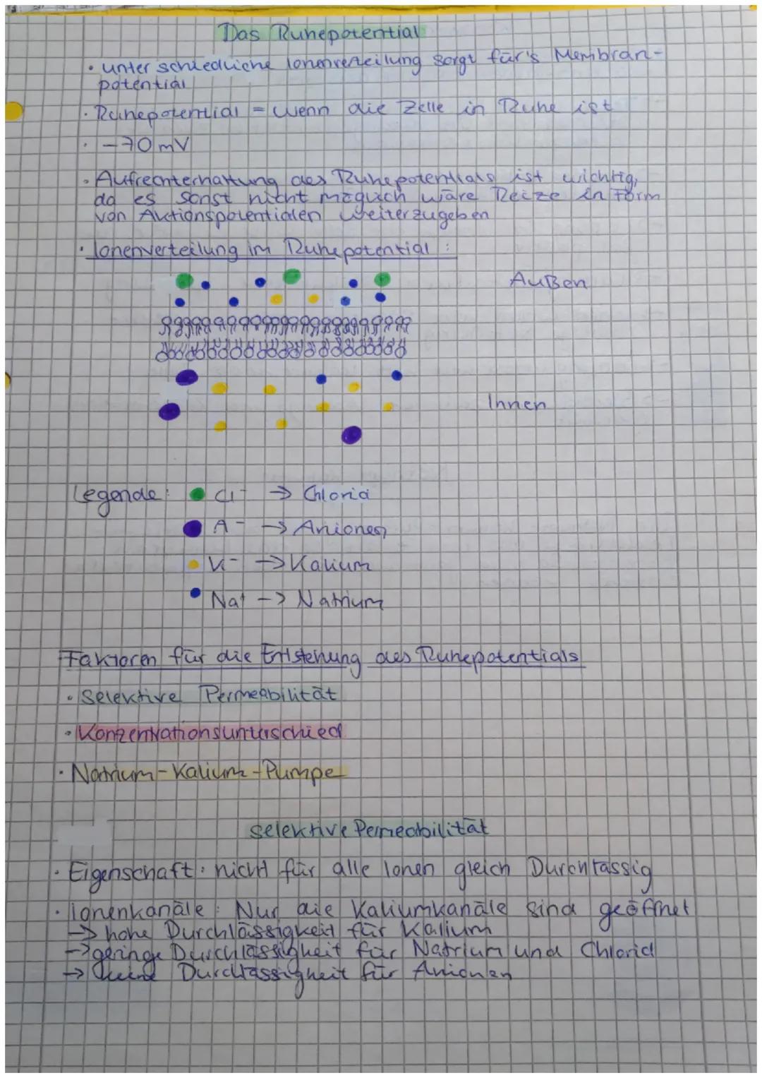 # Das Runeporential

• unter schiedlicne lonenverteilung sorge für's Membran-
potential

•Raheporential = wenn die Zelle in Rune ist

-70mV
