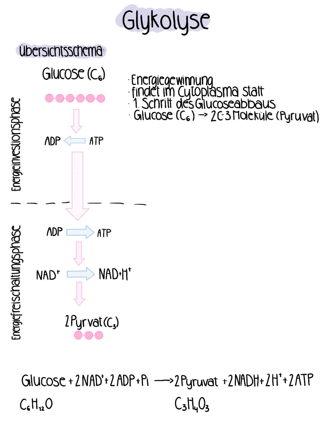 Übersichtsschema:
Glucose (C)
1 Energieinvestionsphase
Energiefreischaltungsphase
ADP
ADP
NAD*
ATP
ATP
Glykolyse
Energiegewinnung
findet im 