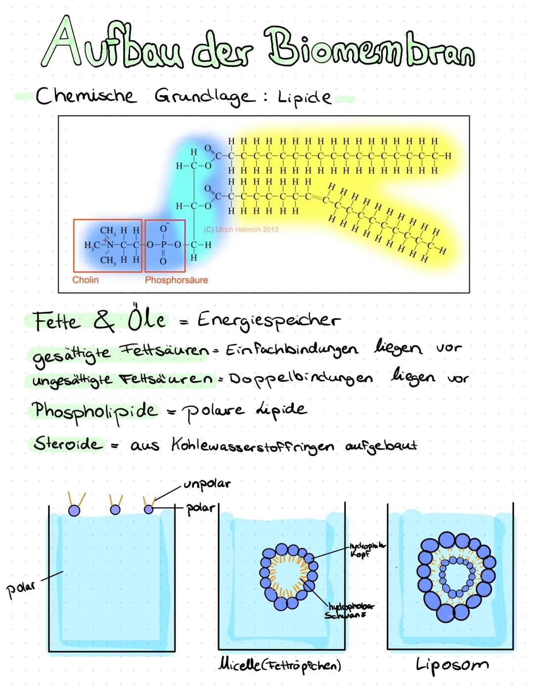 Aufbau der Biomembran
Chemische Grundlage : Lipide
polar.
Cholin
O.
H
H-C-O
O
H-C-O
O
CH, H H
H₂C-N-C-
N-C-C-O-P-O+C-H
||
CH₂ H H
O
H
T
T
T
