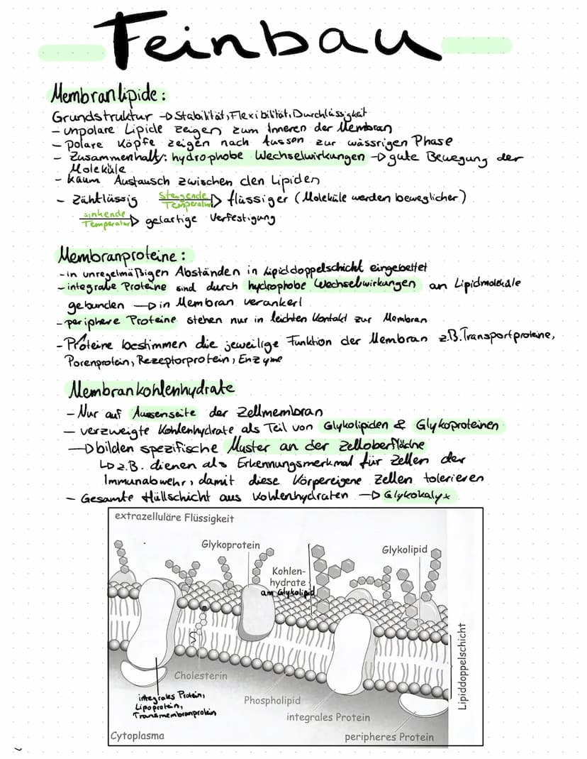 Aufbau der Biomembran
Chemische Grundlage : Lipide
polar.
Cholin
O.
H
H-C-O
O
H-C-O
O
CH, H H
H₂C-N-C-
N-C-C-O-P-O+C-H
||
CH₂ H H
O
H
T
T
T
