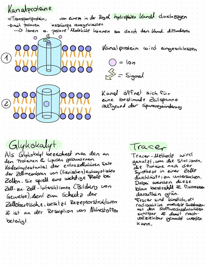 Aufbau der Biomembran
Chemische Grundlage : Lipide
polar.
Cholin
O.
H
H-C-O
O
H-C-O
O
CH, H H
H₂C-N-C-
N-C-C-O-P-O+C-H
||
CH₂ H H
O
H
T
T
T
