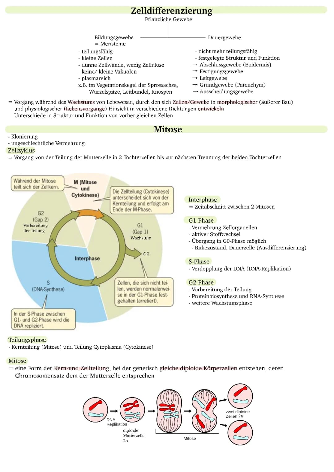 Mitose und Meiose