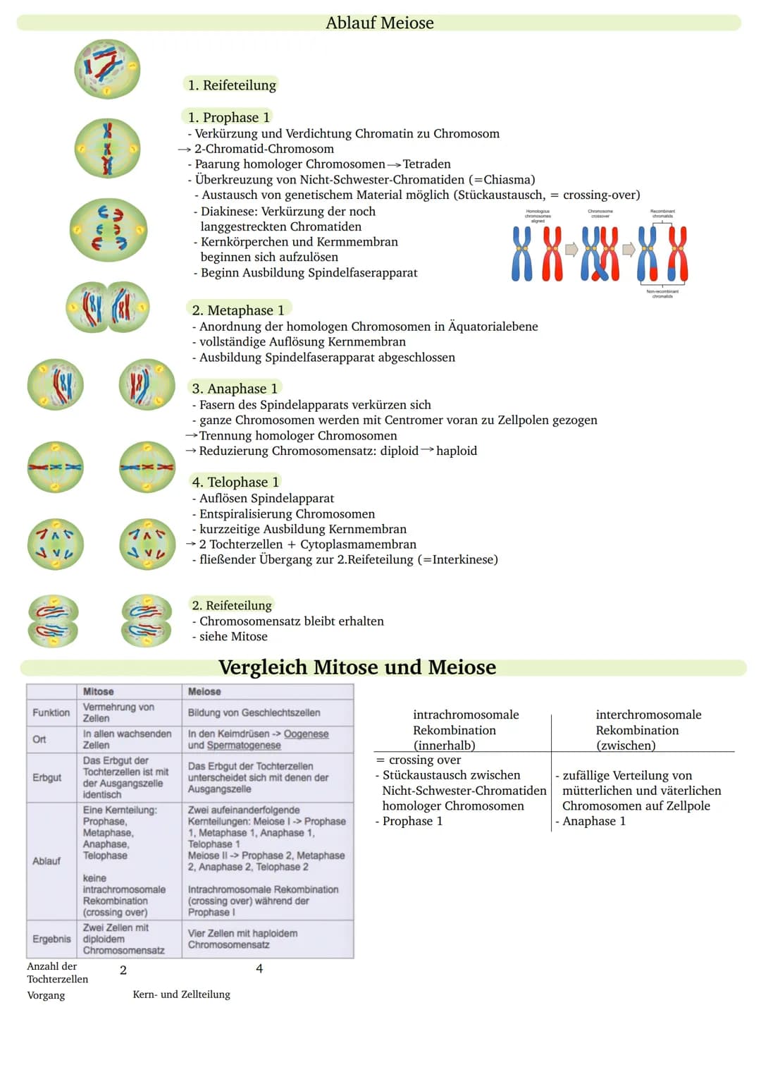 Während der Mitose
teilt sich der Zellkern.
- Klonierung
- ungeschlechtliche Vermehrung
G2
(Gap 2)
Vorbereitung
der Teilung
- teilungsfähig
