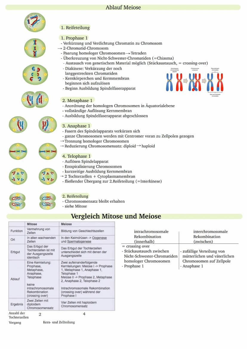 Während der Mitose
teilt sich der Zellkern.
- Klonierung
- ungeschlechtliche Vermehrung
G2
(Gap 2)
Vorbereitung
der Teilung
- teilungsfähig

