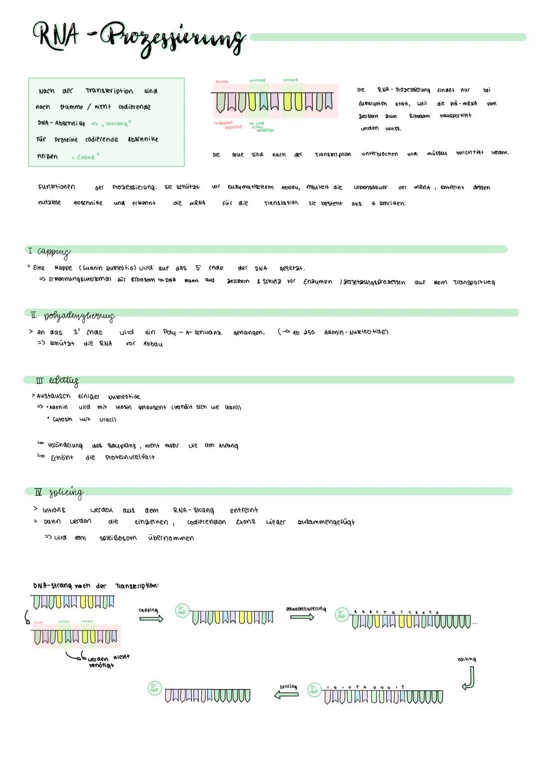 RNA-Prozessierung
Nach der Transleription sind
stumme / nient
noch
6
DNA-Abschnite =>Introns"
Für Proteine codierende Absinnitte
neißen
" Ex
