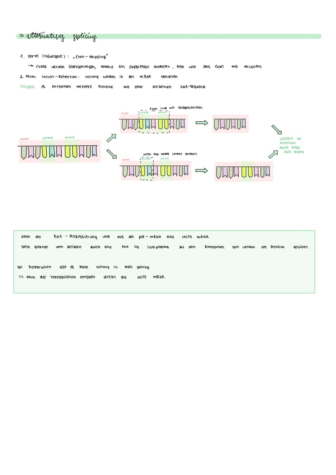 RNA-Prozessierung
Nach der Transleription sind
stumme / nient
noch
6
DNA-Abschnite =>Introns"
Für Proteine codierende Absinnitte
neißen
" Ex