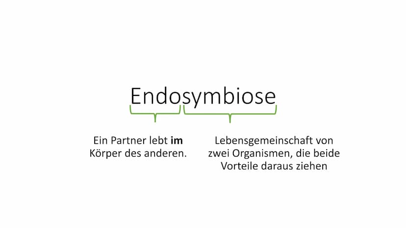 Endosymbiontentheorie
Definition:
Endosymbiose
Ein Partner lebt im
Körper des anderen.
● Belege
Lebensgemeinschaft von
zwei Organismen, die 