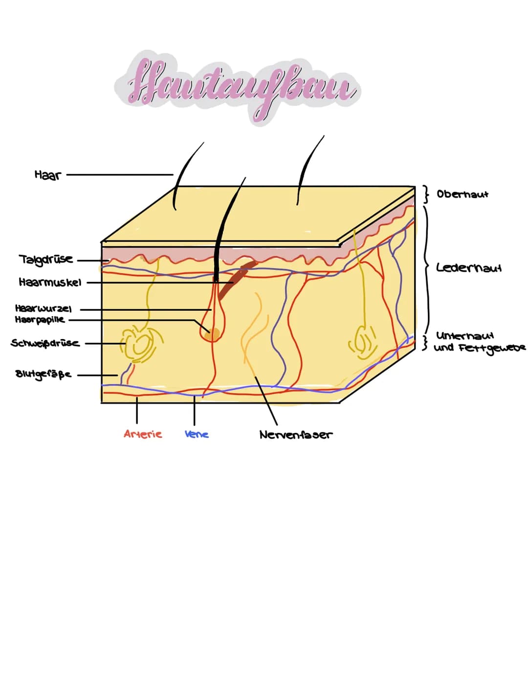 Haar
Talgdrüse
Haarmuskel
Haarwurzel
Haarpapille
Schweißdrüse
Blutgefäße
Houtaryban
Arterie Vene
Nervenfaser
Oberhaut
Lederhaut
Unterhaut
un