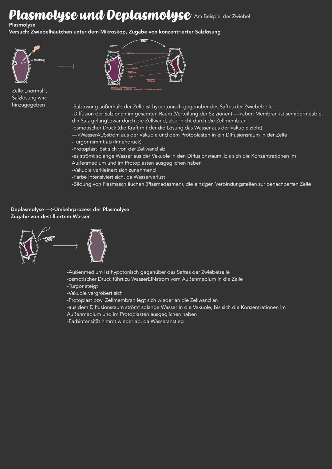 Plasmolyse und Deplasmolyse Am Beispiel der Zwiebel
Plasmolyse
Versuch: Zwiebelhäutchen unter dem Mikroskop, Zugabe von konzentrierter Salzl