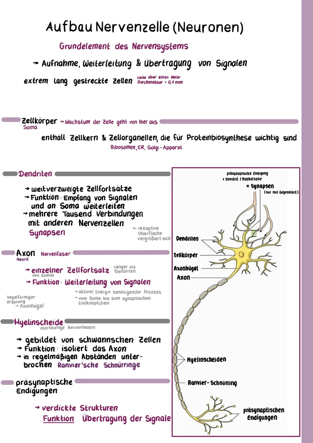 Aufbau Nervenzelle (Neuronen)
Grundelement des Nervensystems
→ Aufnahme, Weiterleitung & Übertragung von Signalen
teilw. über einen Heter
ex