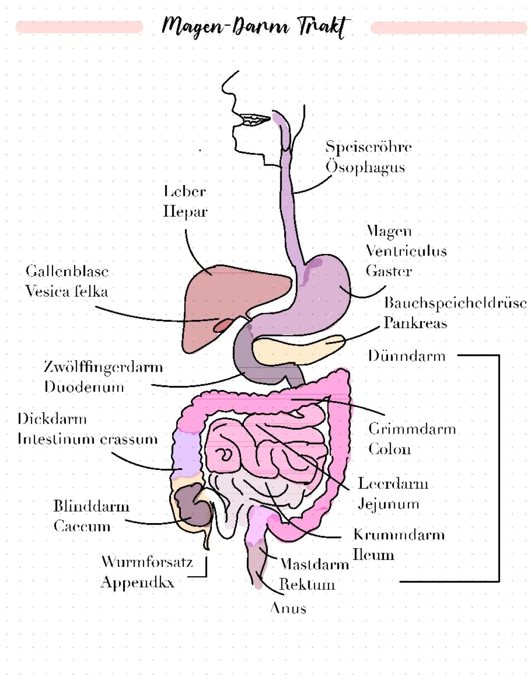 Das Verdauungssystem
