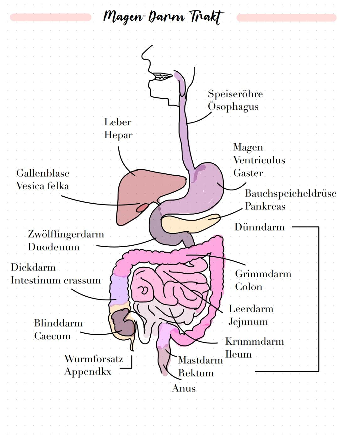 Gallenblase
Vesica felka
Zwölffingerdarm
Duodenum
Dickdarm
Intestinum crassum
Magen-Darm Trakt
Blinddarm
Caecum
Leber
Hepar
Wurmforsatz
Appe