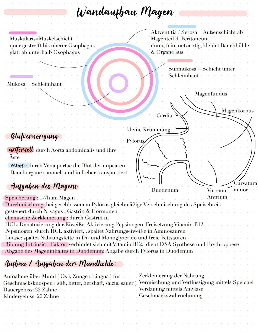 Gallenblase
Vesica felka
Zwölffingerdarm
Duodenum
Dickdarm
Intestinum crassum
Magen-Darm Trakt
Blinddarm
Caecum
Leber
Hepar
Wurmforsatz
Appe