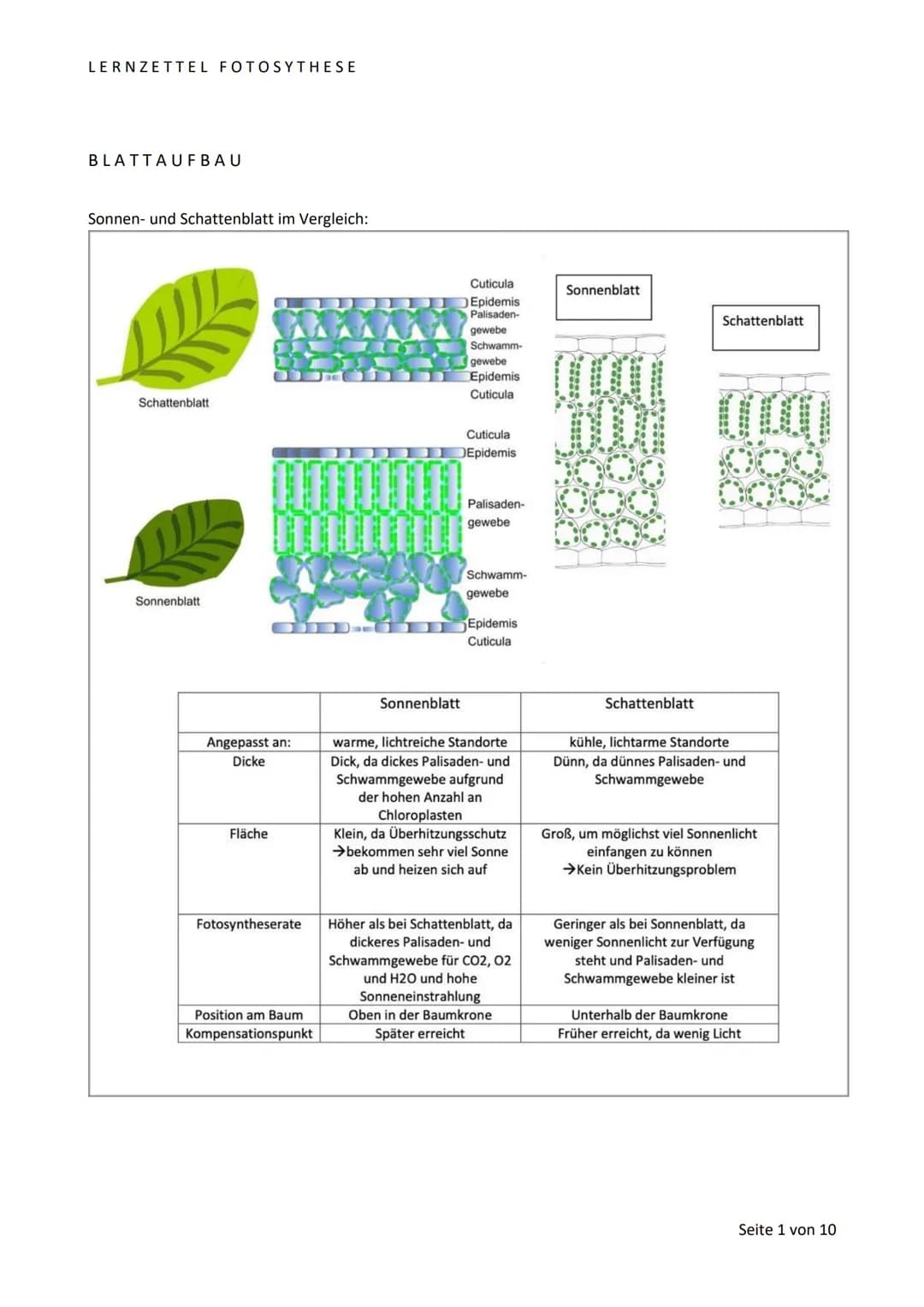 LERNZETTEL FOTOSYTHESE
BLATTAUFBAU
Sonnen- und Schattenblatt im Vergleich:
Schattenblatt
Sonnenblatt
Angepasst an:
Dicke
Fläche
Fotosynthese