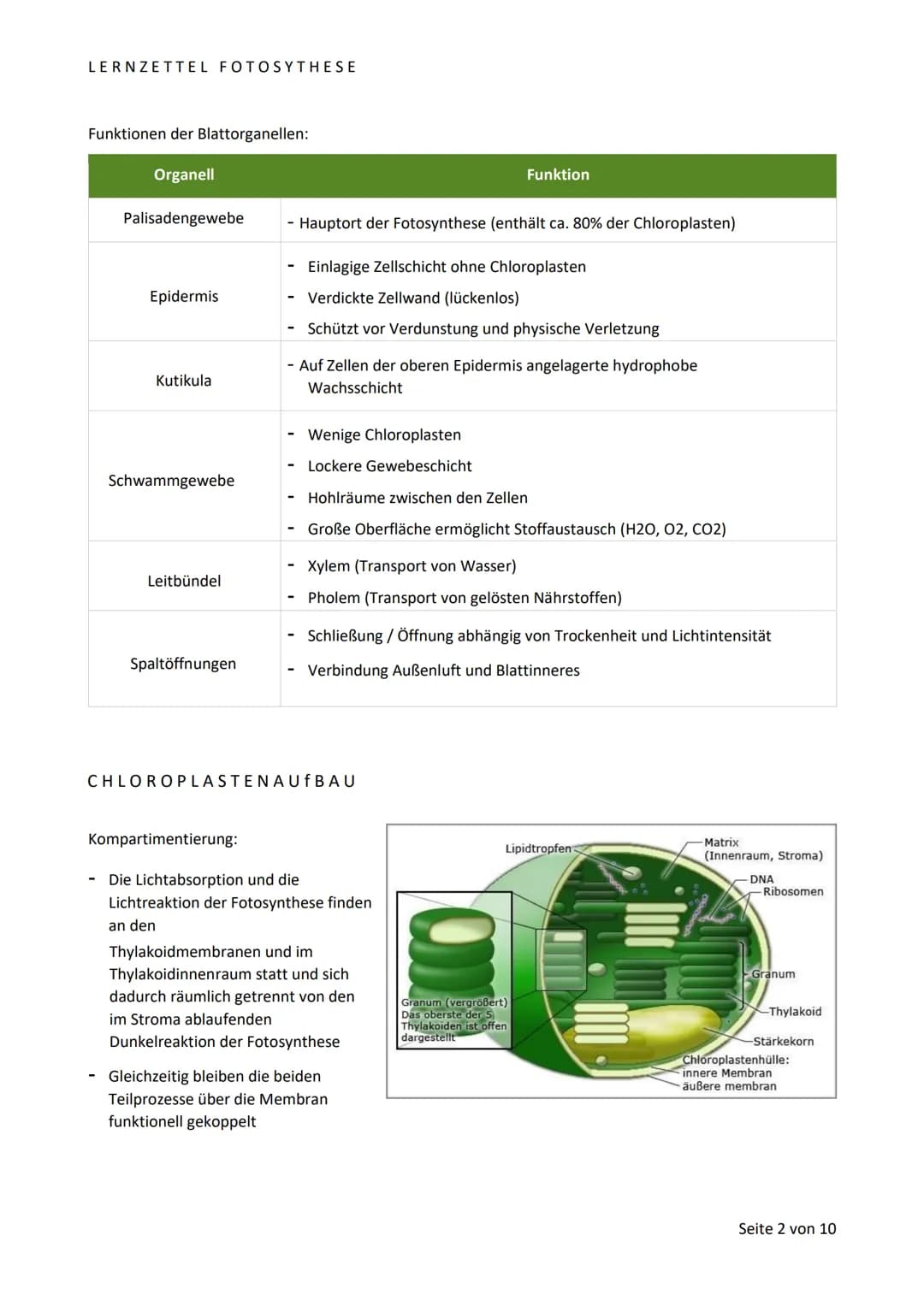 LERNZETTEL FOTOSYTHESE
BLATTAUFBAU
Sonnen- und Schattenblatt im Vergleich:
Schattenblatt
Sonnenblatt
Angepasst an:
Dicke
Fläche
Fotosynthese