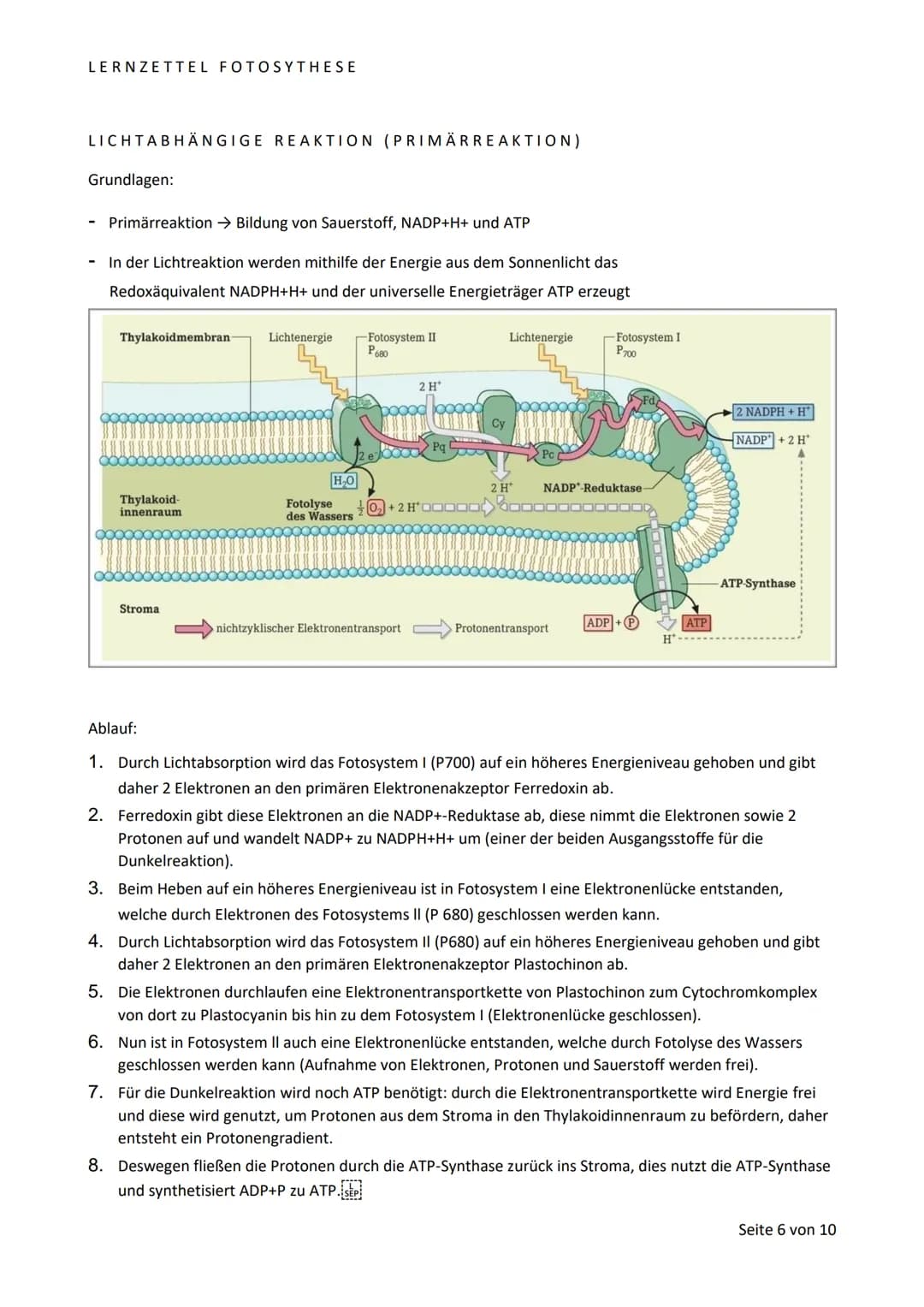 LERNZETTEL FOTOSYTHESE
BLATTAUFBAU
Sonnen- und Schattenblatt im Vergleich:
Schattenblatt
Sonnenblatt
Angepasst an:
Dicke
Fläche
Fotosynthese