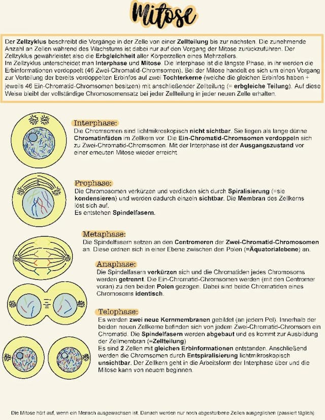 Know Mitose & Meiose thumbnail