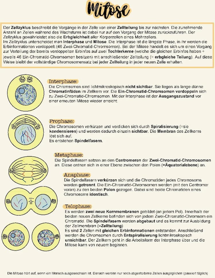 Know Mitose & Meiose thumbnail