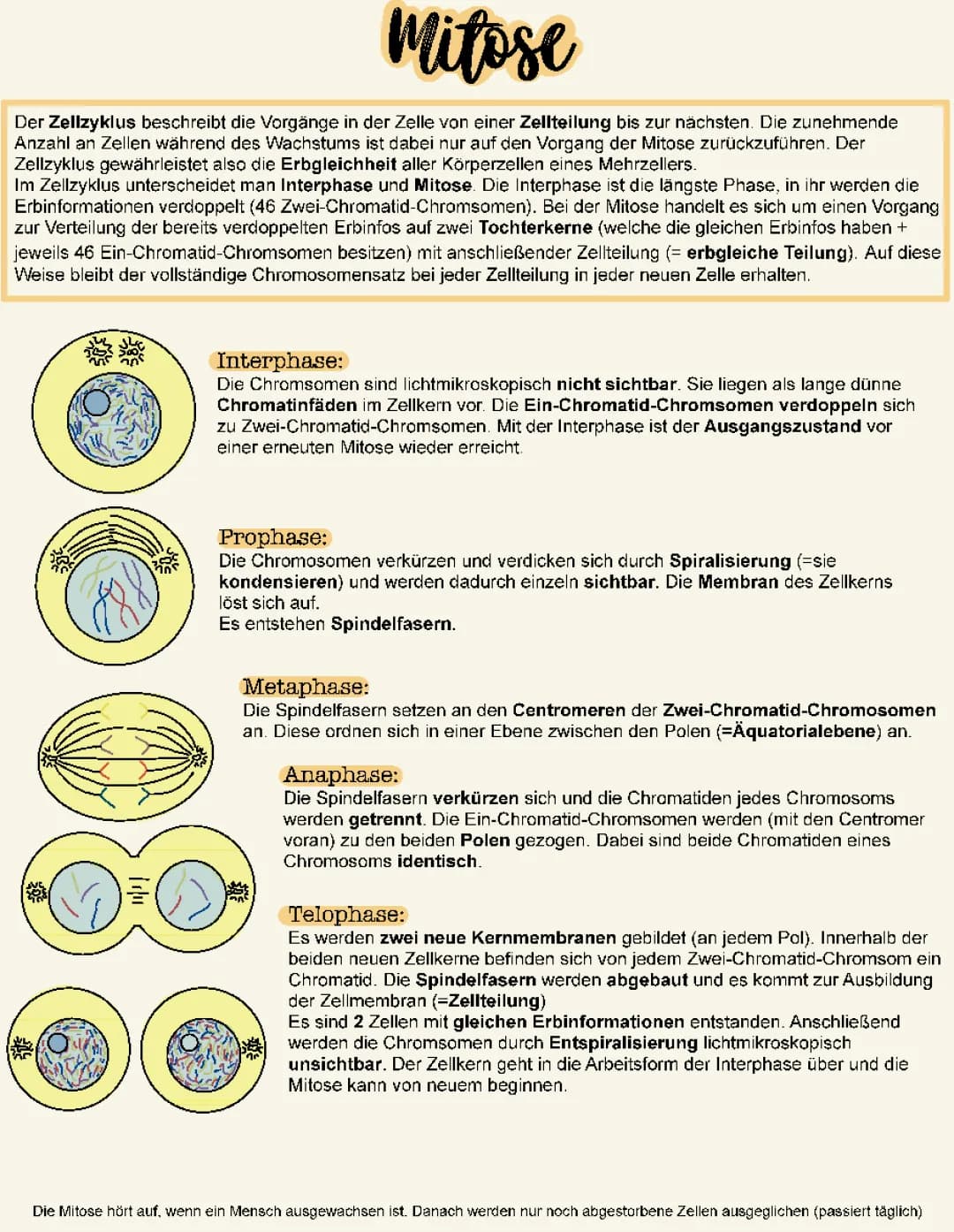Mitose & Meiose