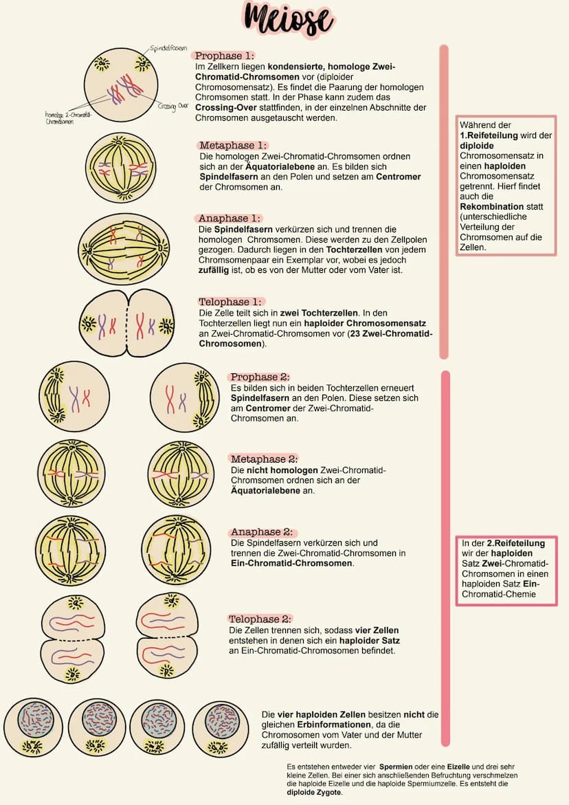 Mitose
Der Zellzyklus beschreibt die Vorgänge in der Zelle von einer Zellteilung bis zur nächsten. Die zunehmende
Anzahl an Zellen während d