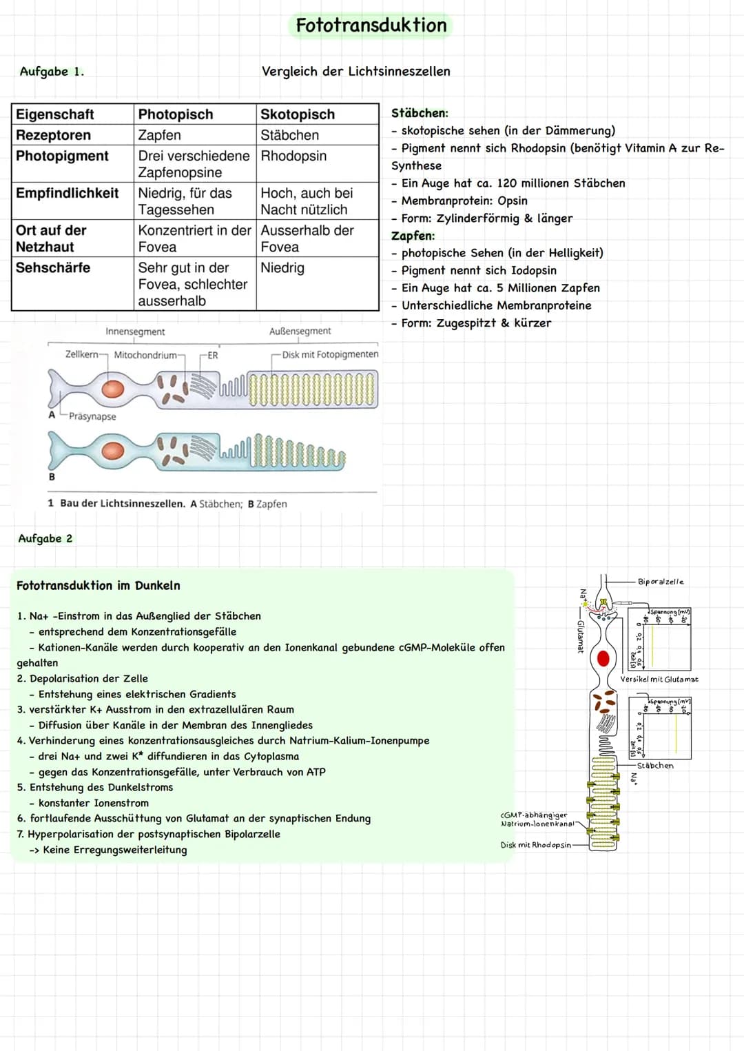 Aufgabe 1.
Eigenschaft
Rezeptoren
Photopigment
Empfindlichkeit
Ort auf der
Netzhaut
Sehschärfe
A
B
Innensegment
Zellkern Mitochondrium- -ER
