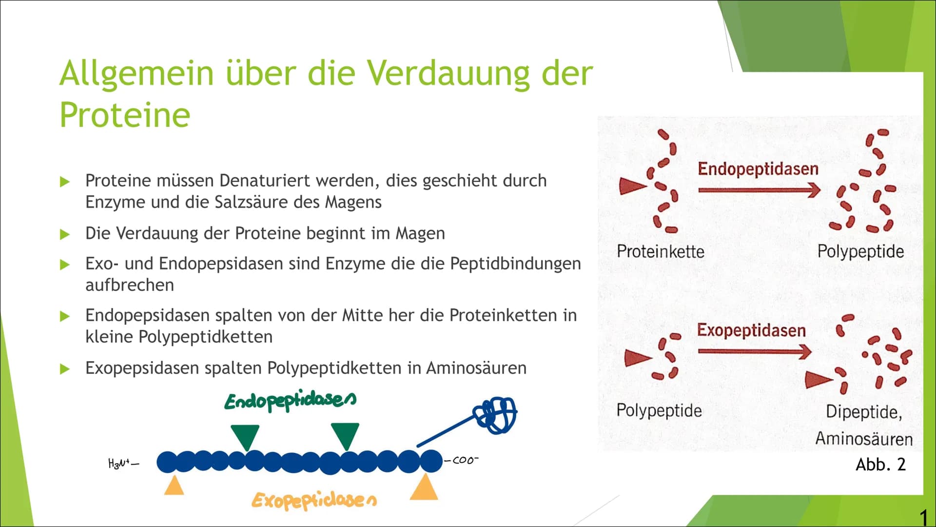 Abb.1
Verdauung und
Resorption von
Proteinen
Von Luisa
Ernährung,
und
01.10.2021, Inhaltsangabe
► Allgemeines über die Verdauung von Protein