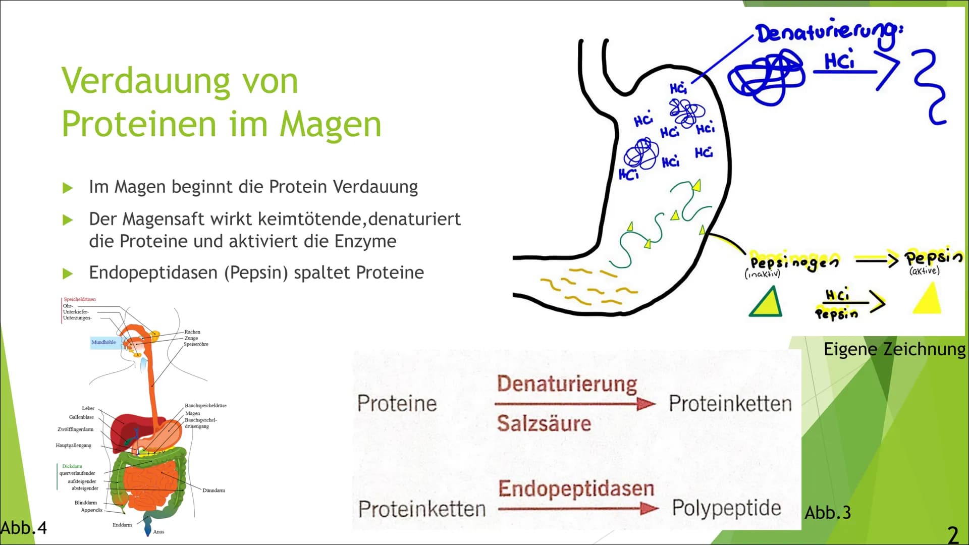 Abb.1
Verdauung und
Resorption von
Proteinen
Von Luisa
Ernährung,
und
01.10.2021, Inhaltsangabe
► Allgemeines über die Verdauung von Protein